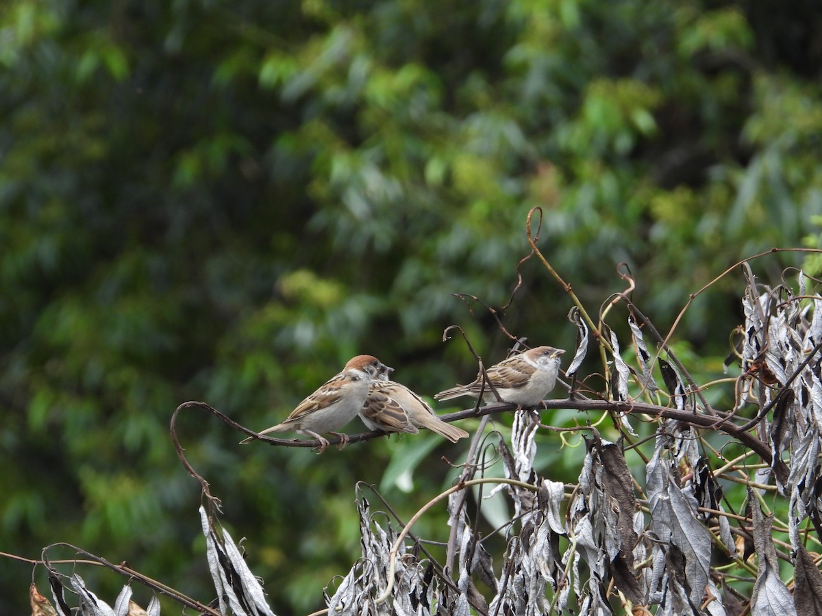 Eurasian Tree Sparrow - ML618711831