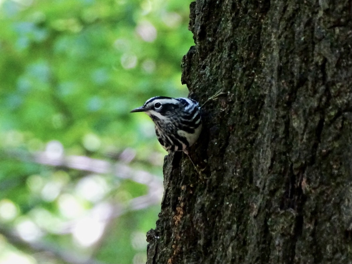 Black-and-white Warbler - ML618711860