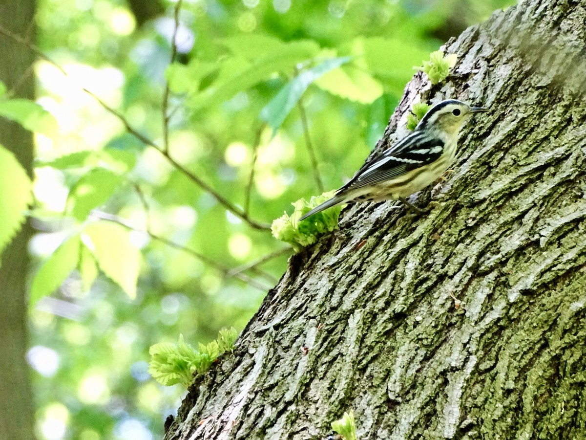 Black-and-white Warbler - ML618711861