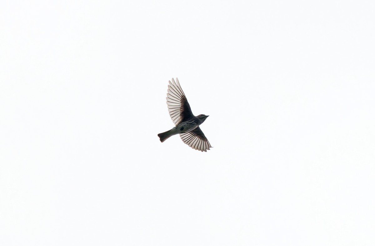 Gray-streaked Flycatcher - Robert Hutchinson