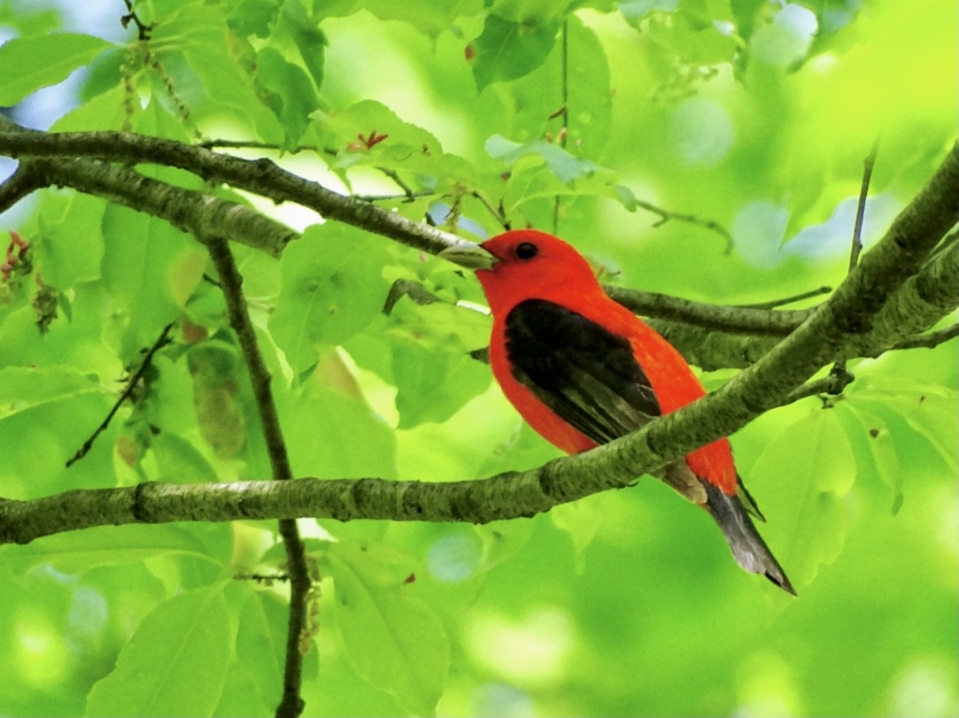 Scarlet Tanager - ML618711908