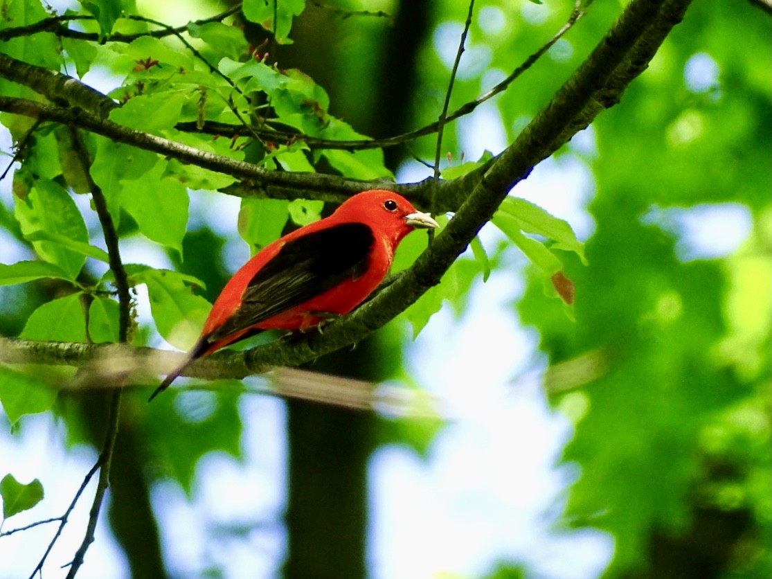 Scarlet Tanager - ML618711909