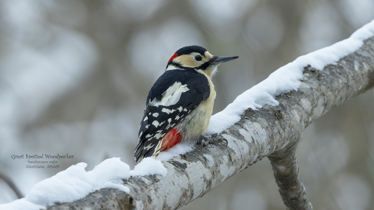 Great Spotted Woodpecker - ML618711910