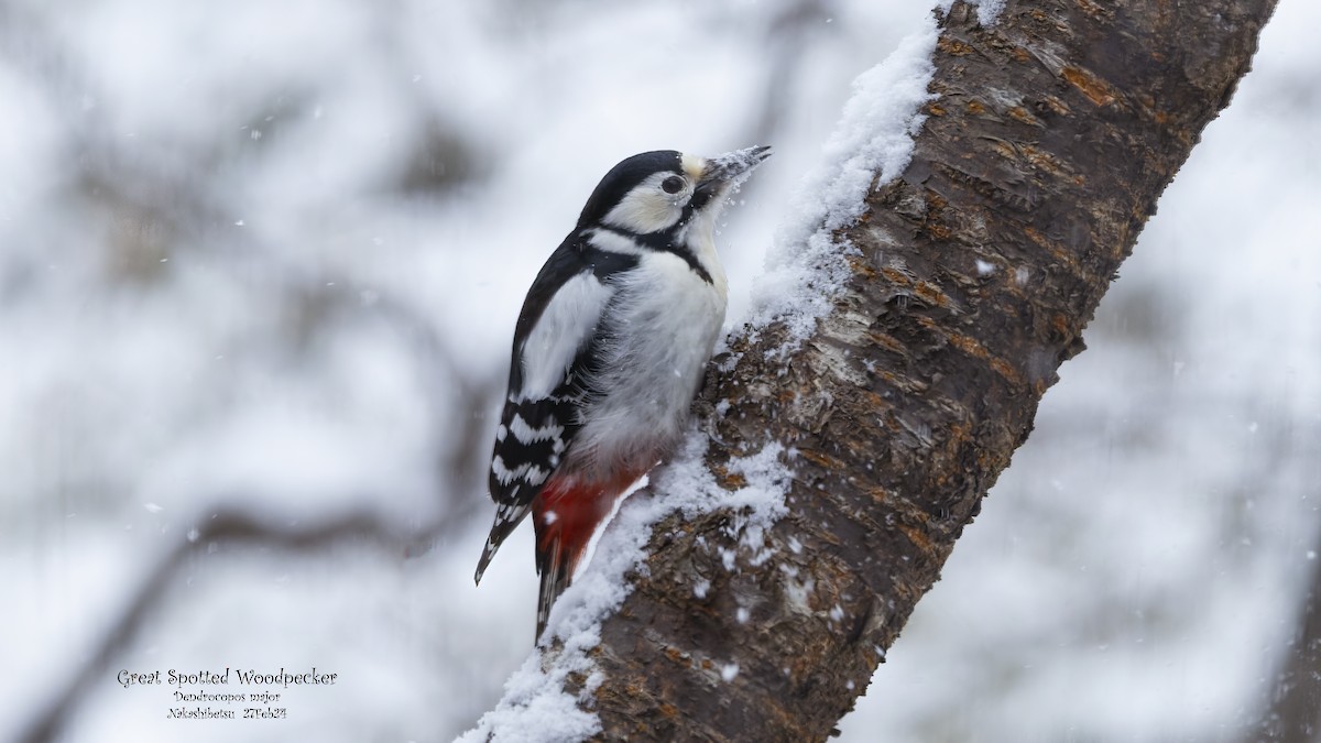 Great Spotted Woodpecker - ML618711911