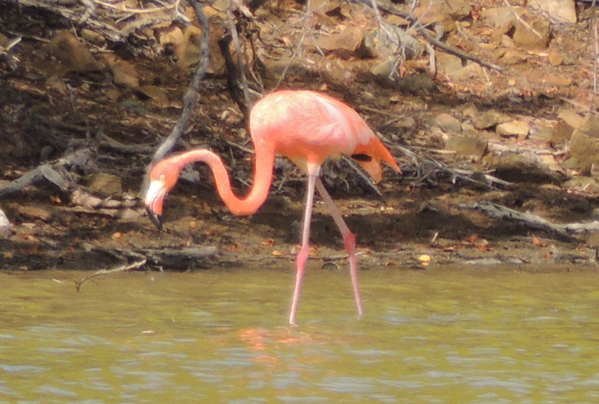 Amerika Flamingosu - ML618711959