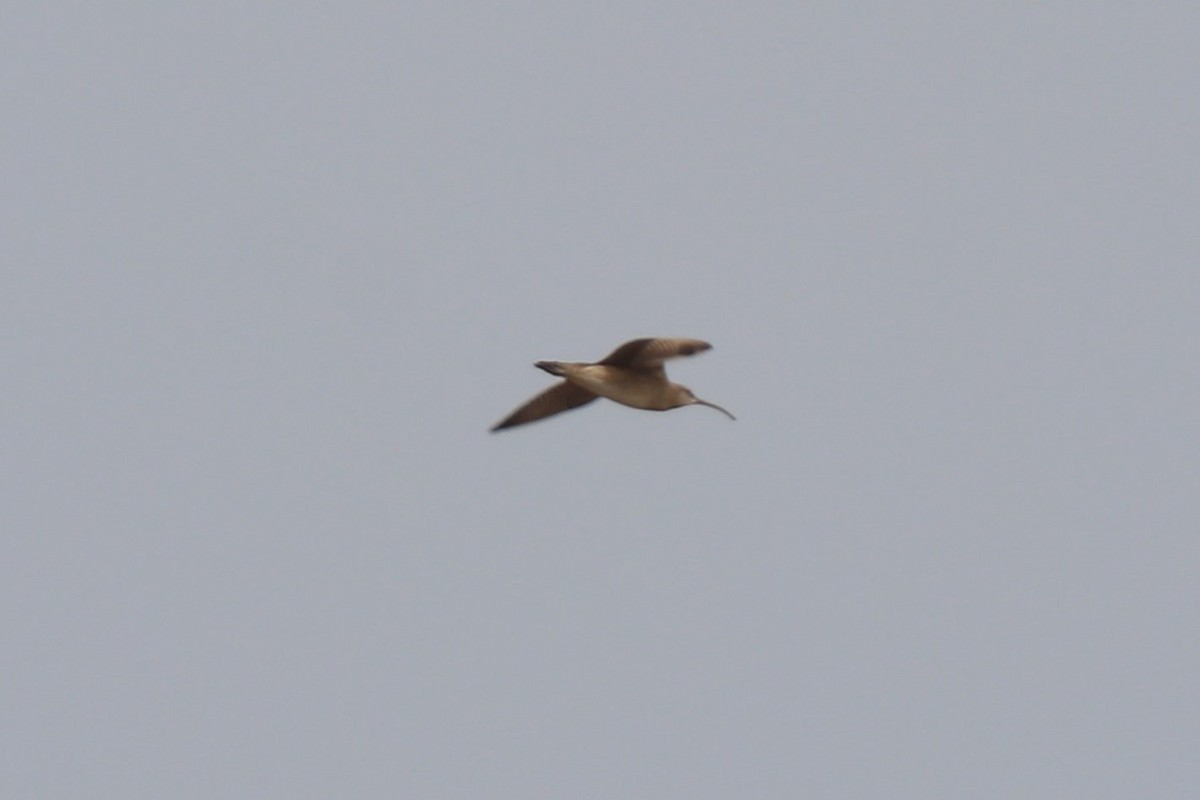 Long-billed Curlew - ML618711965