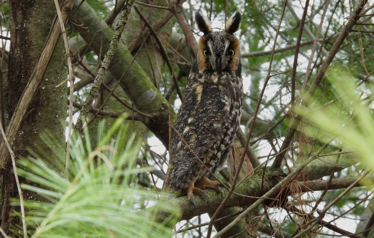 Long-eared Owl - ML618712003