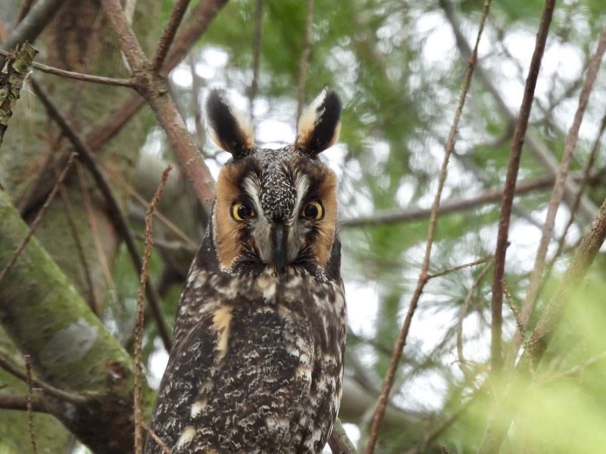 Long-eared Owl - Corinna Honscheid
