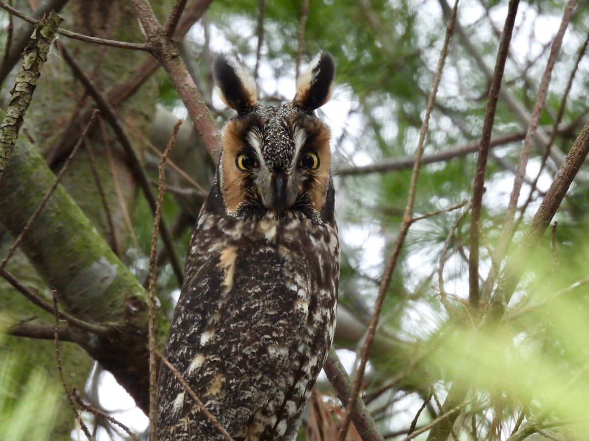 Long-eared Owl - ML618712006