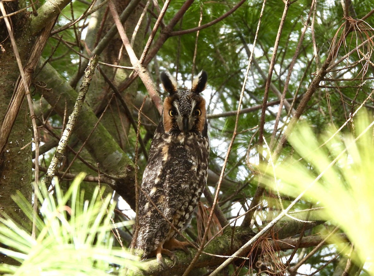 Long-eared Owl - ML618712007