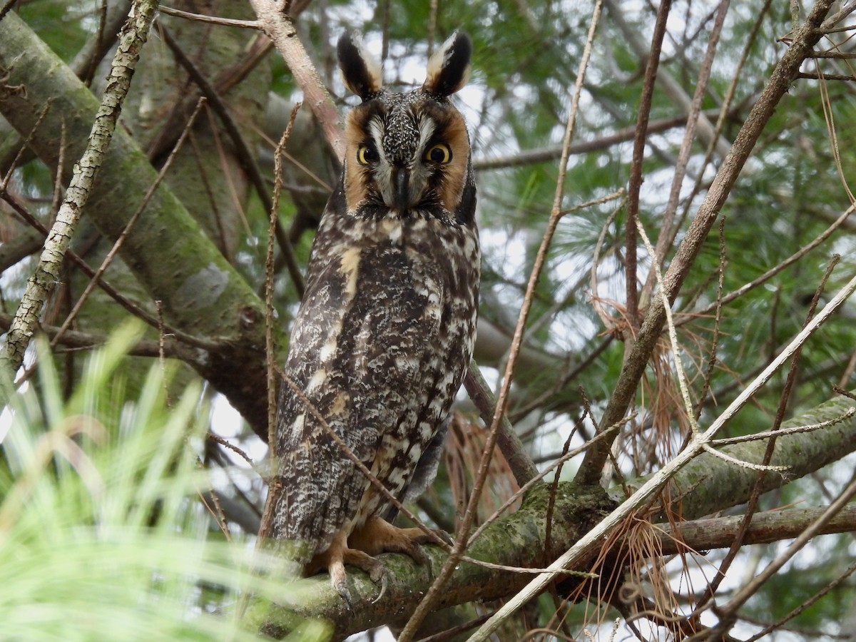 Long-eared Owl - ML618712008