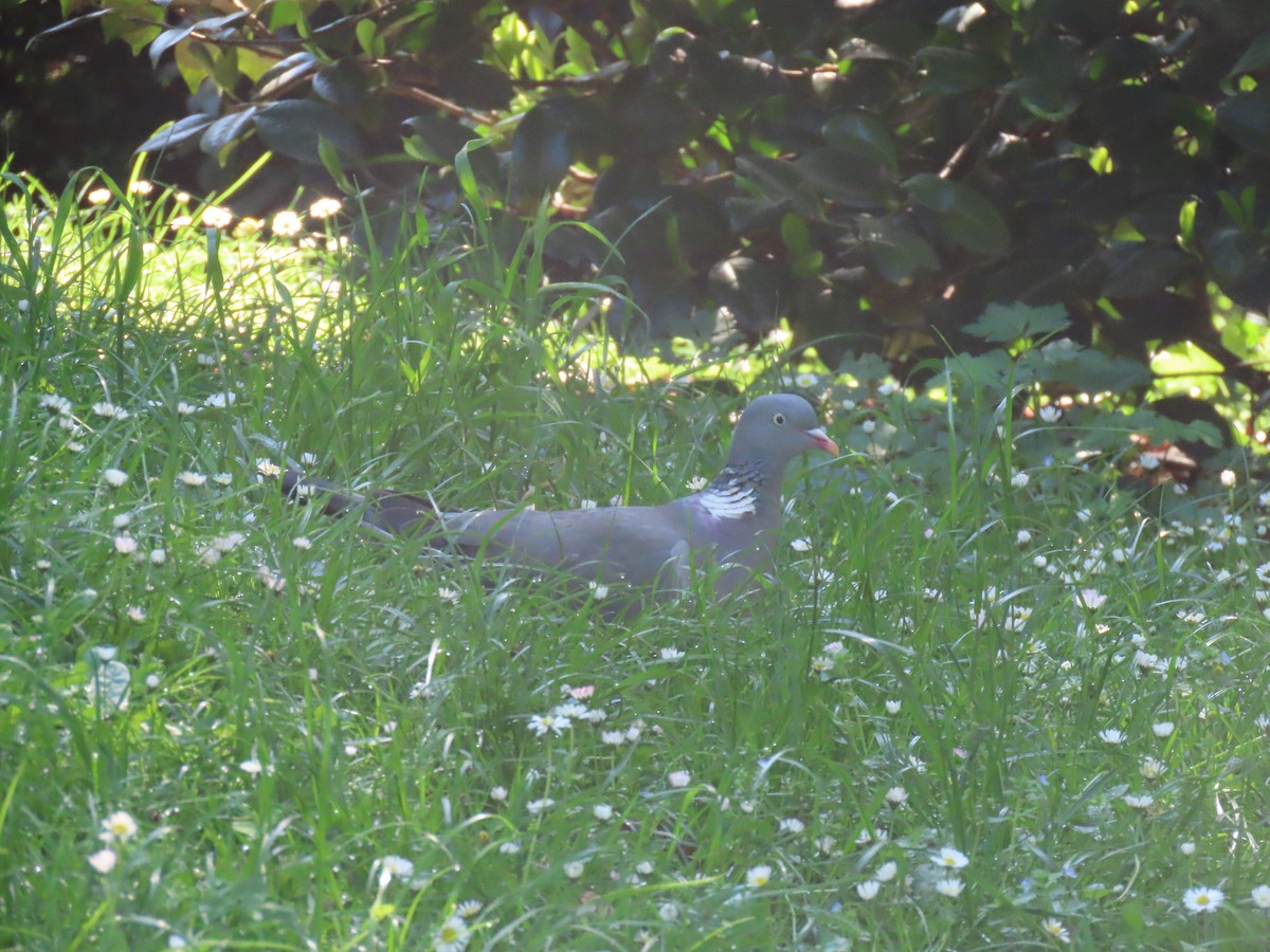Pigeon ramier (groupe palumbus) - ML618712014