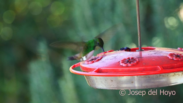 Snowy-bellied Hummingbird - ML618712018