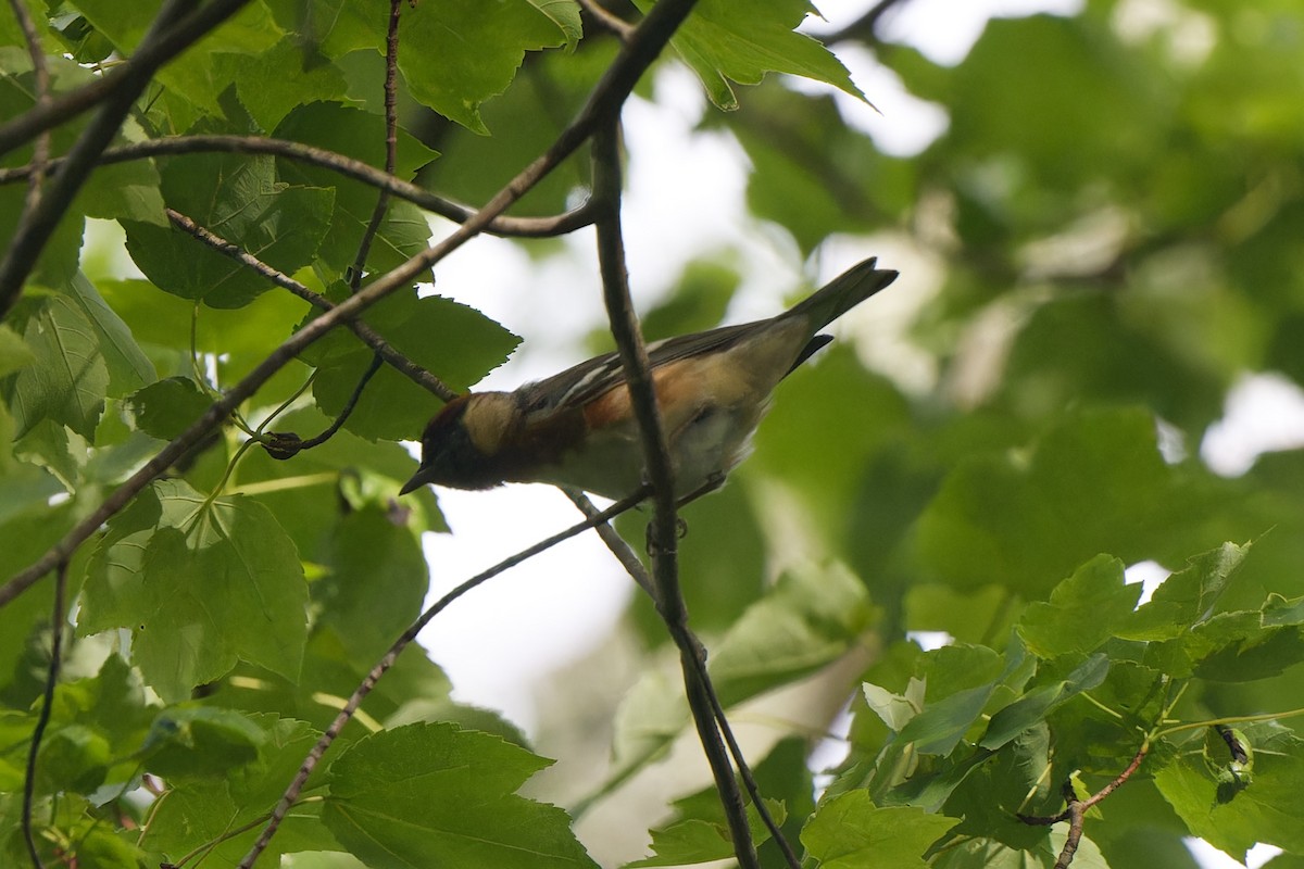 Bay-breasted Warbler - ML618712028