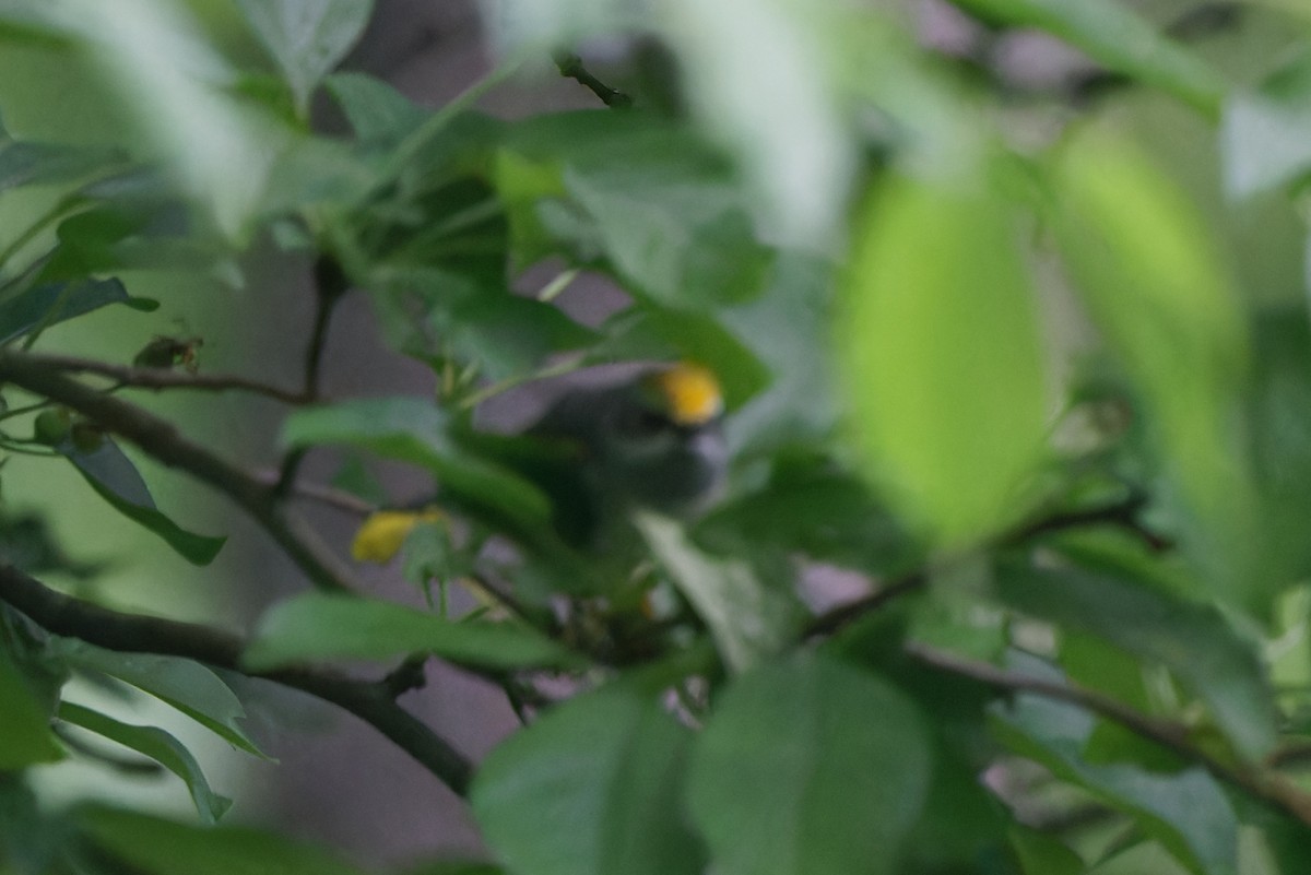 Golden-winged Warbler - ML618712031