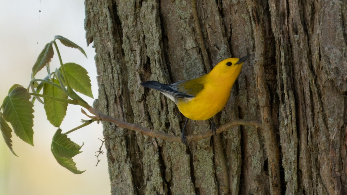 Prothonotary Warbler - ML618712047