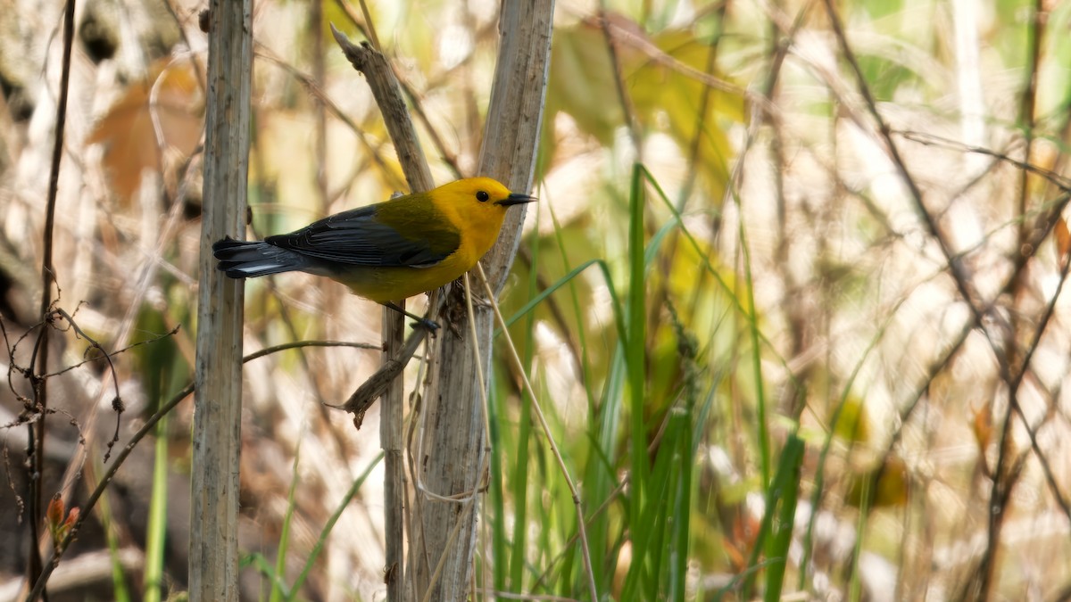 Prothonotary Warbler - ML618712048
