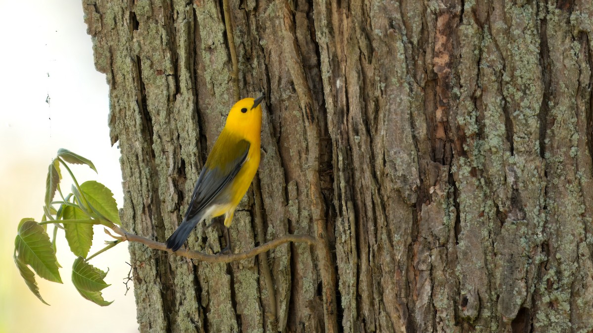 Prothonotary Warbler - ML618712049