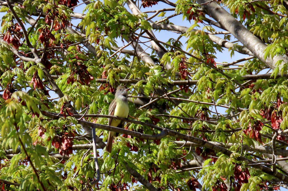 Great Crested Flycatcher - ML618712050