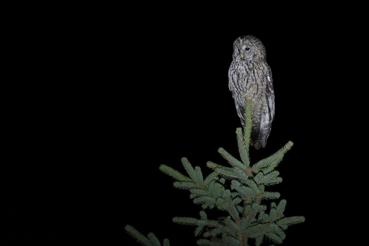 Ural Owl (Pere David's) - ML618712107