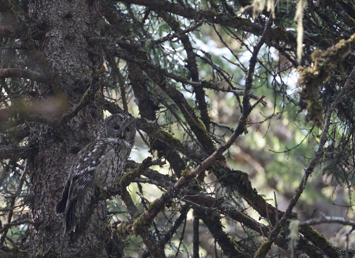 Ural Owl (Pere David's) - ML618712111