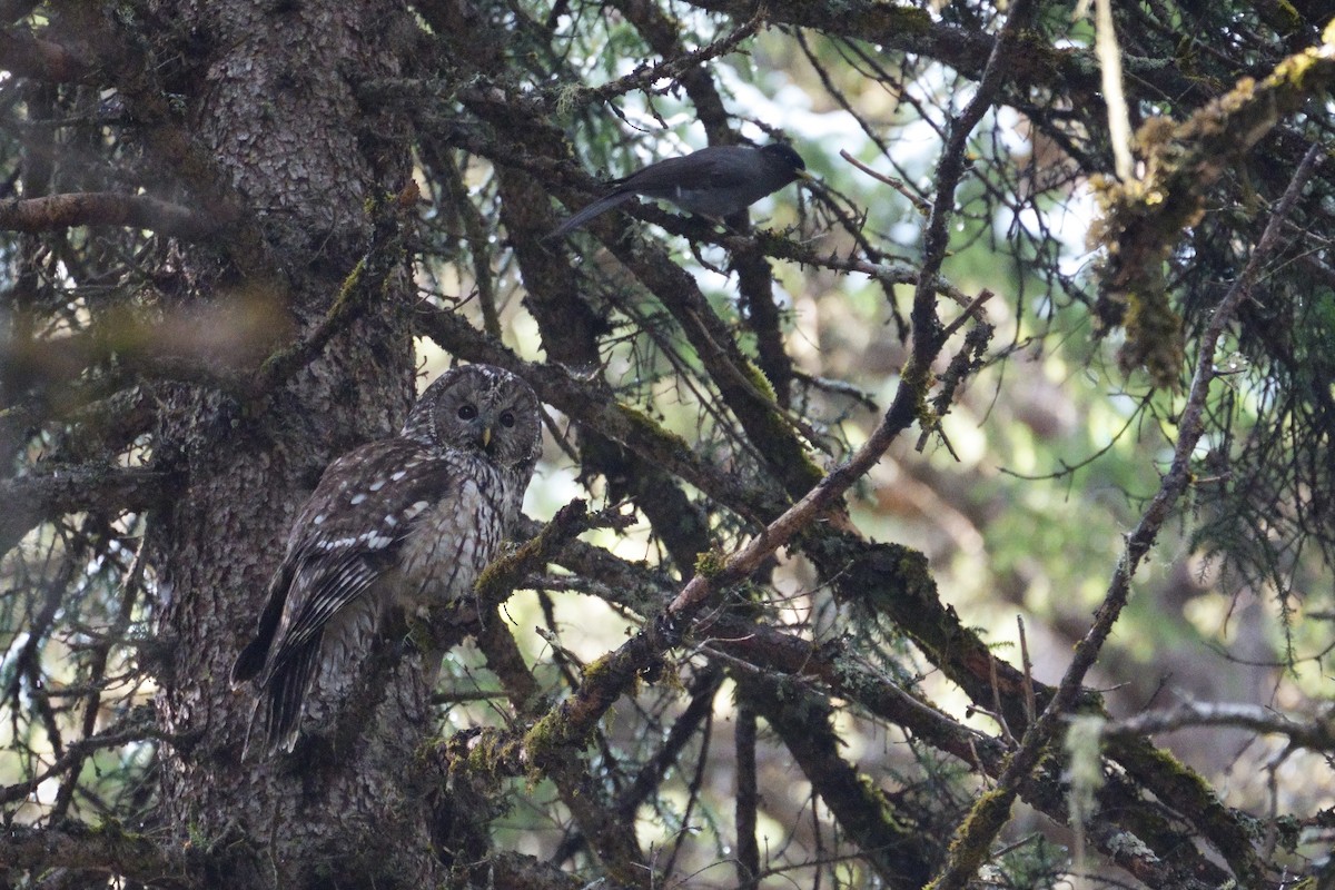 Ural Owl (Pere David's) - ML618712116