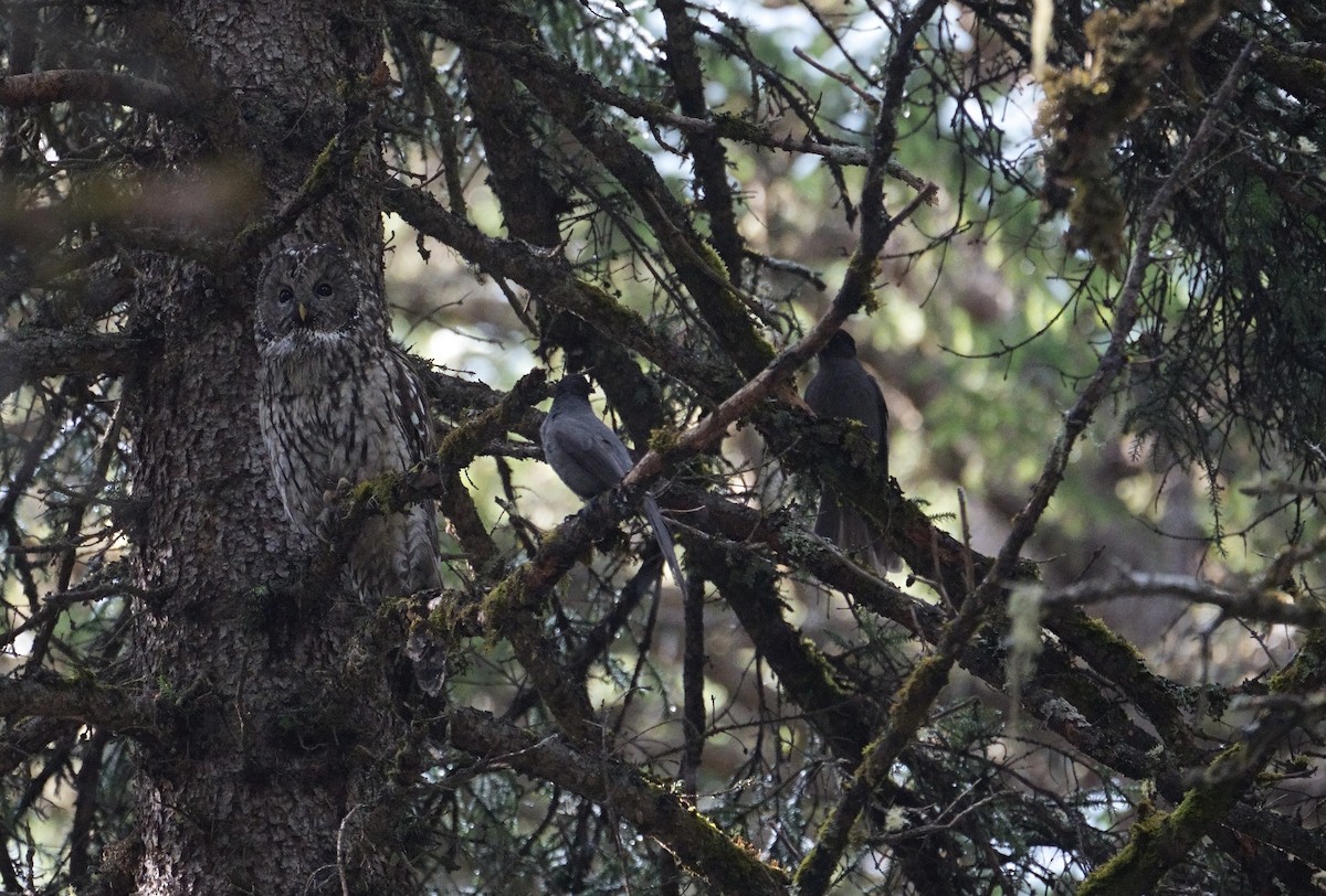 Ural Owl (Pere David's) - ML618712118