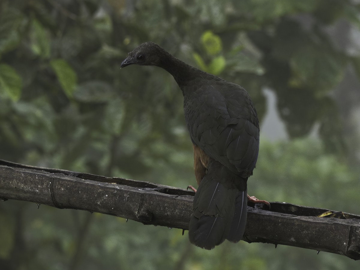 Sickle-winged Guan - ML618712148
