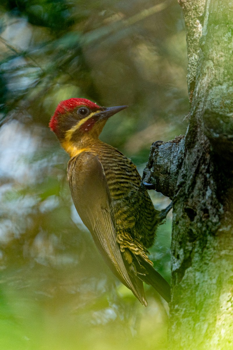Golden-green Woodpecker - ML618712154