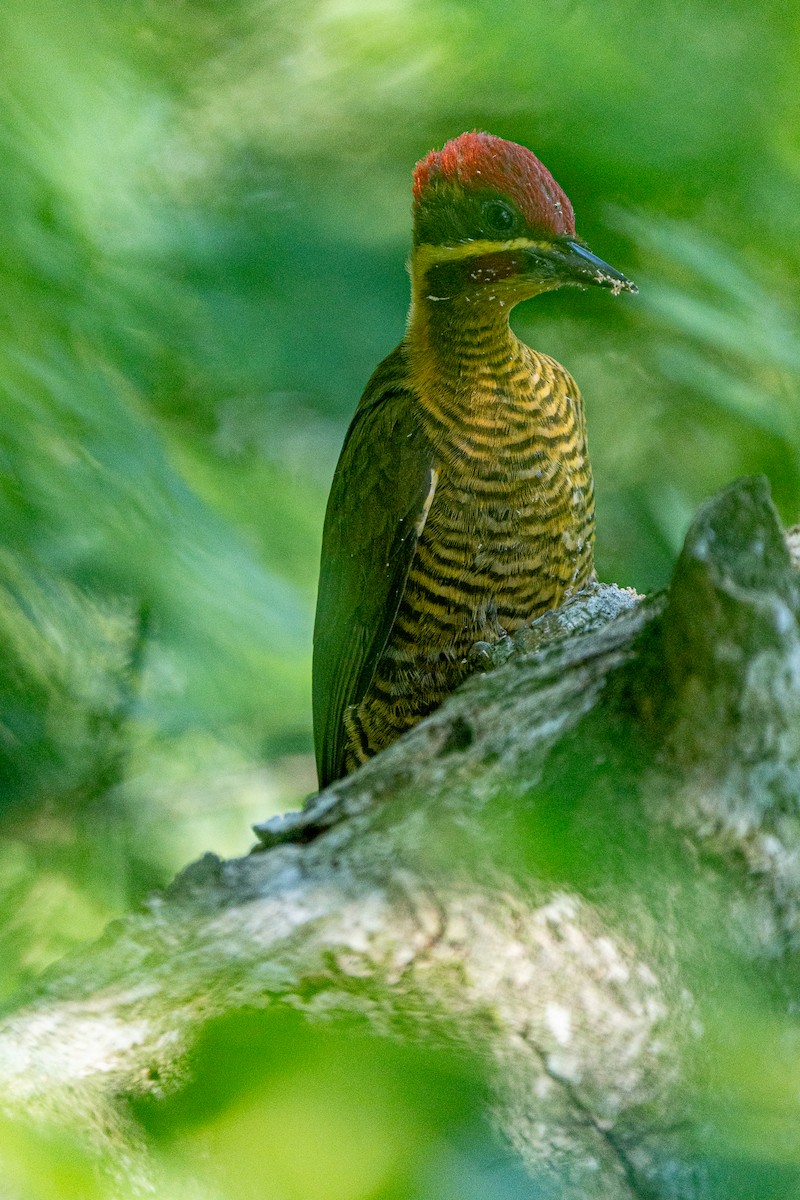 Golden-green Woodpecker - ML618712155