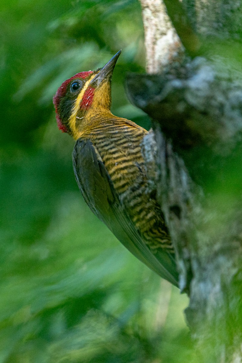 Golden-green Woodpecker - Juan Vidal
