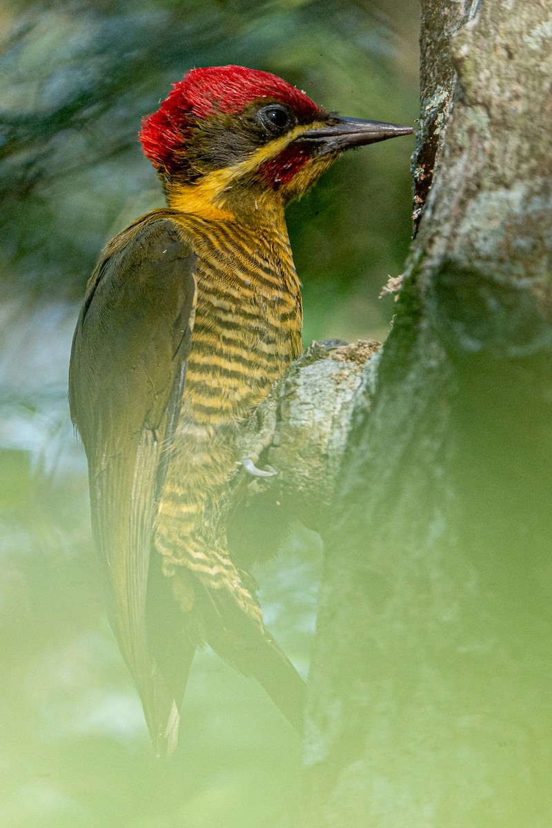 Golden-green Woodpecker - ML618712157