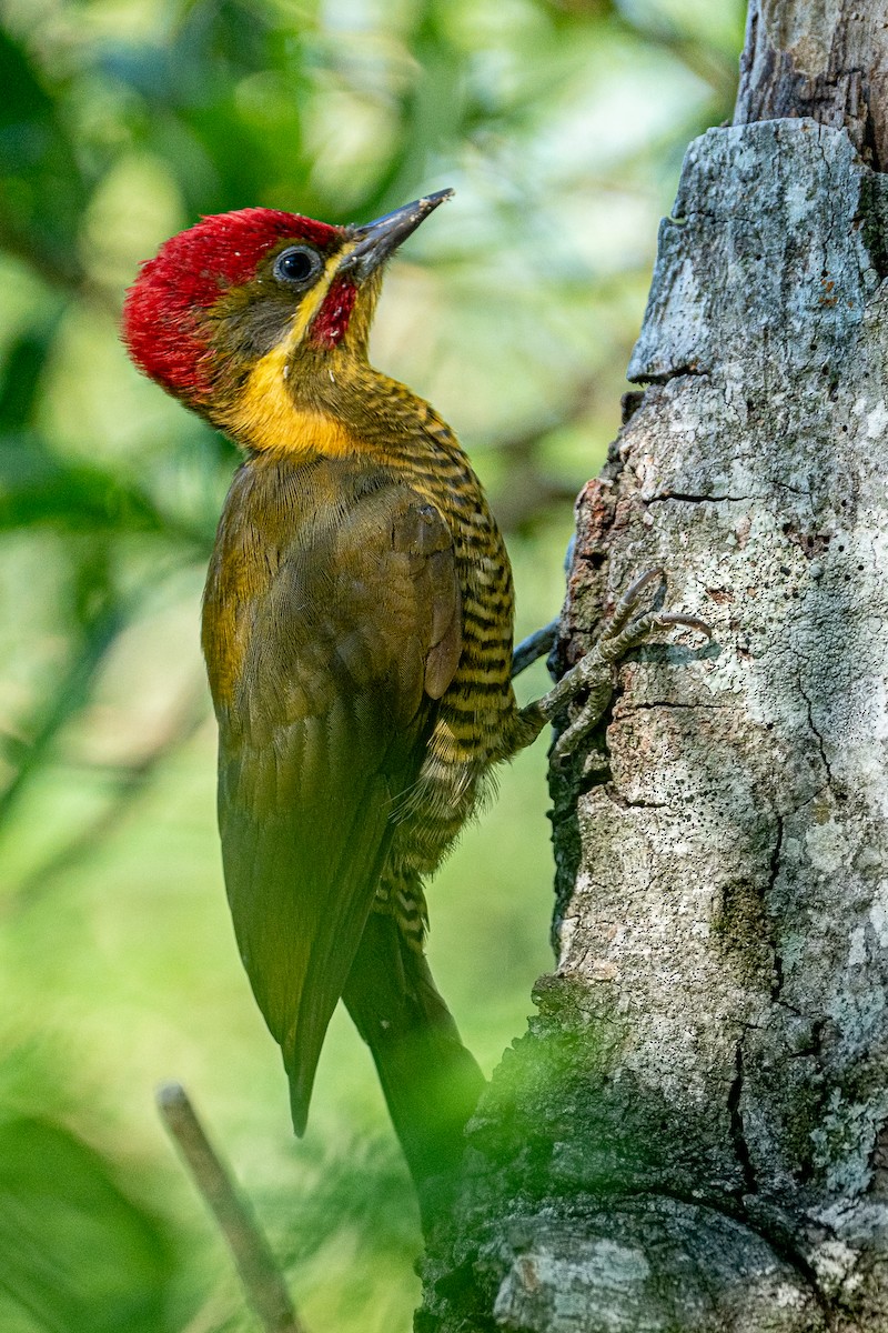 Golden-green Woodpecker - ML618712158