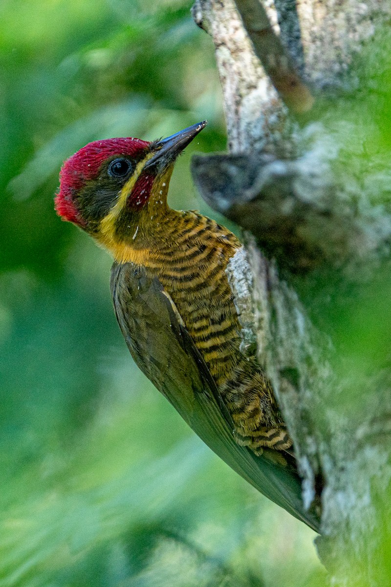 Golden-green Woodpecker - ML618712159