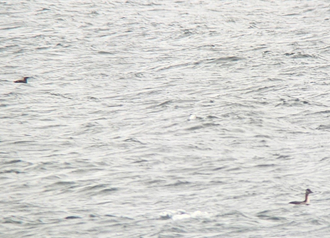 Red-necked Grebe - ML618712172