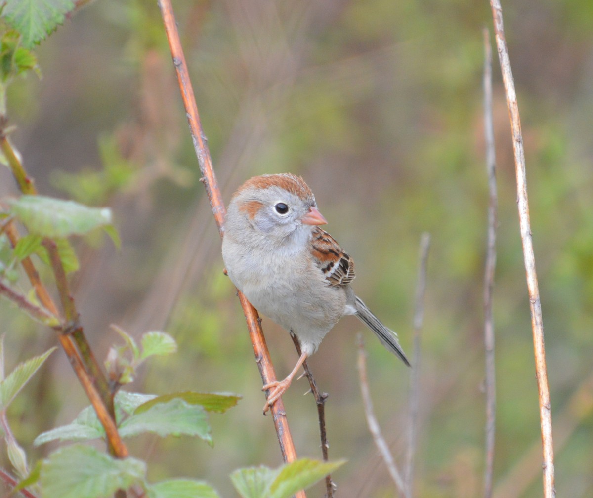 Field Sparrow - ML618712175