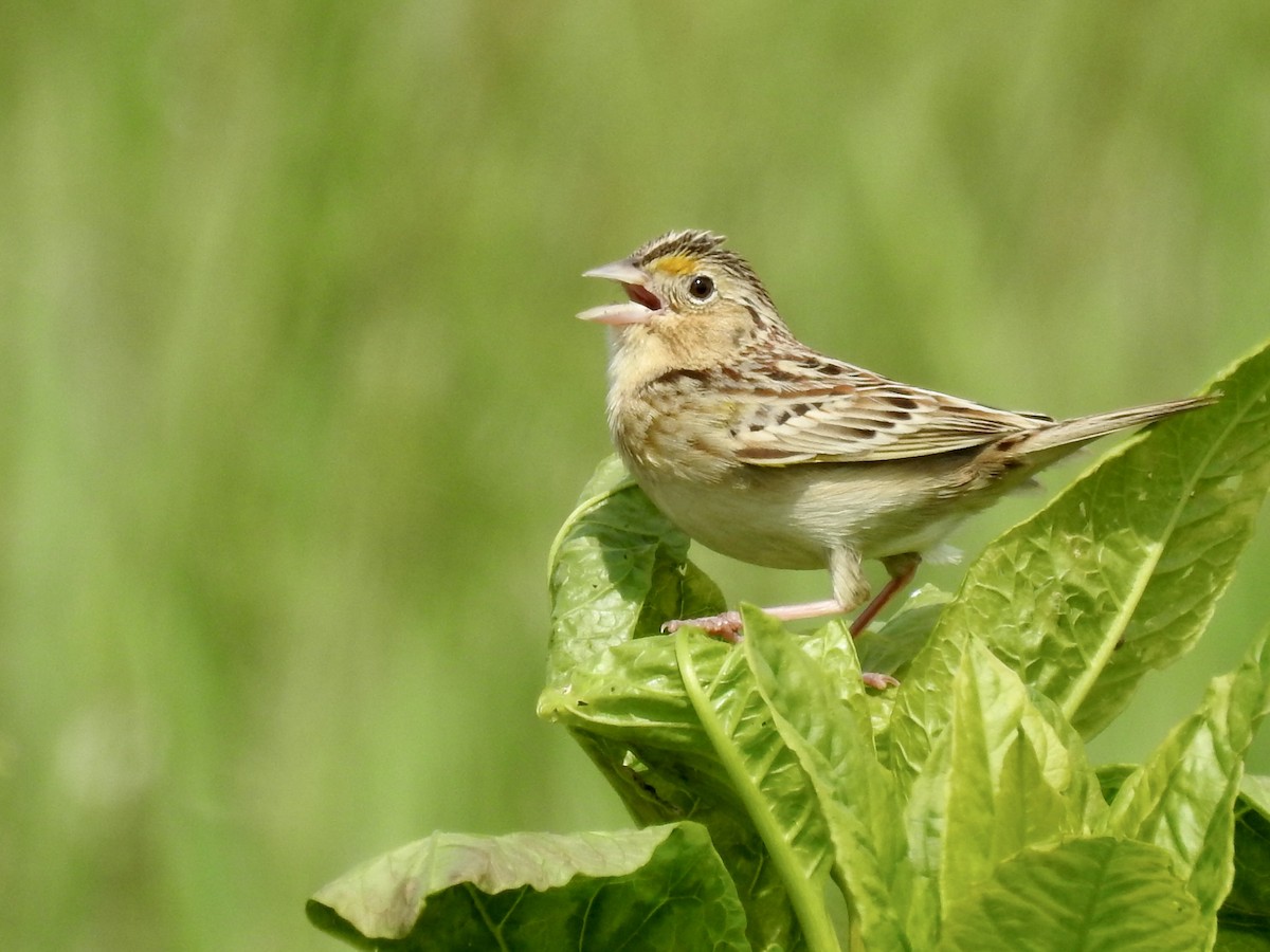 Grasshopper Sparrow - ML618712223