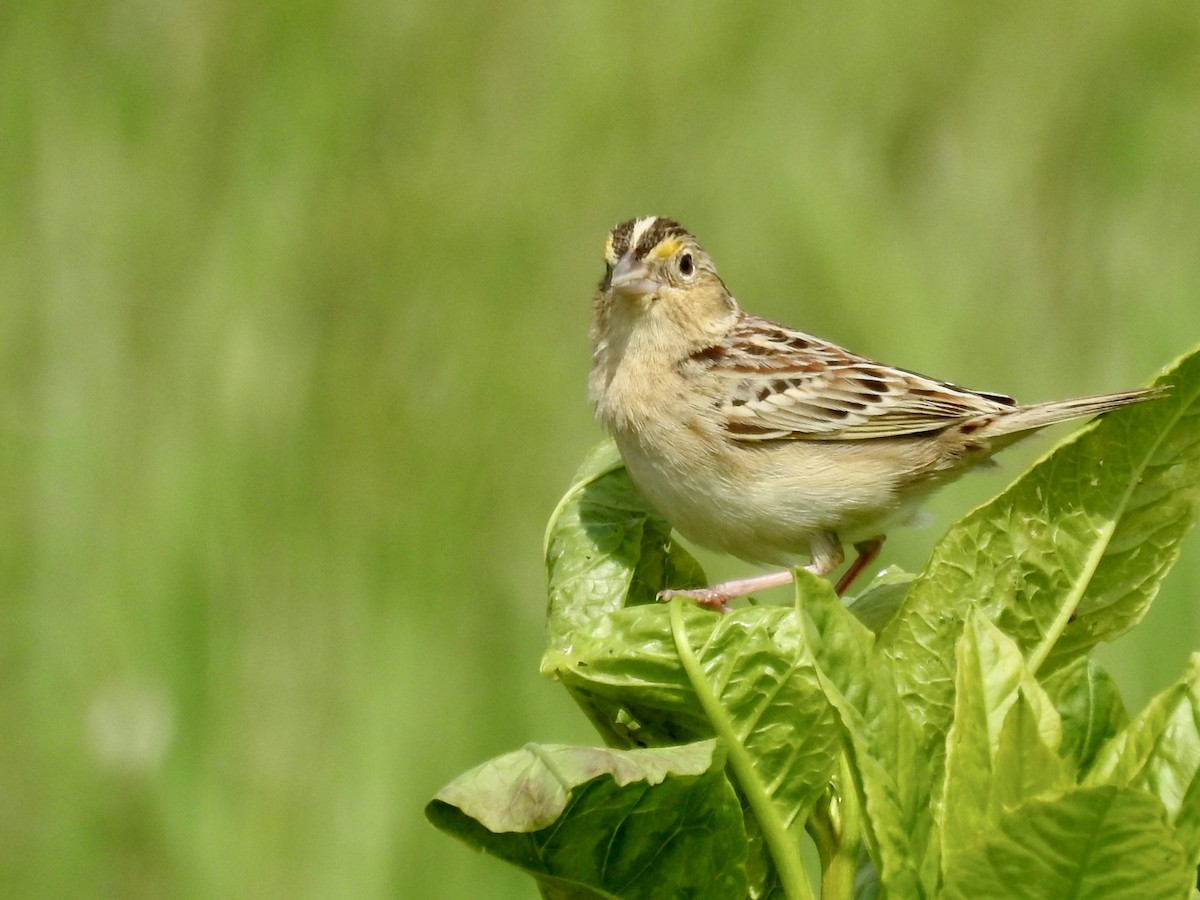 Grasshopper Sparrow - ML618712224