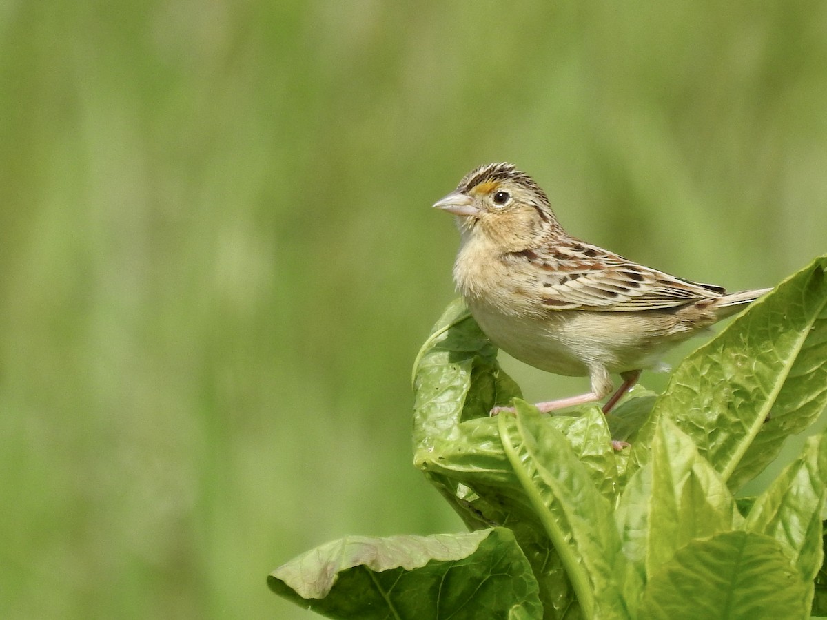 Grasshopper Sparrow - ML618712225