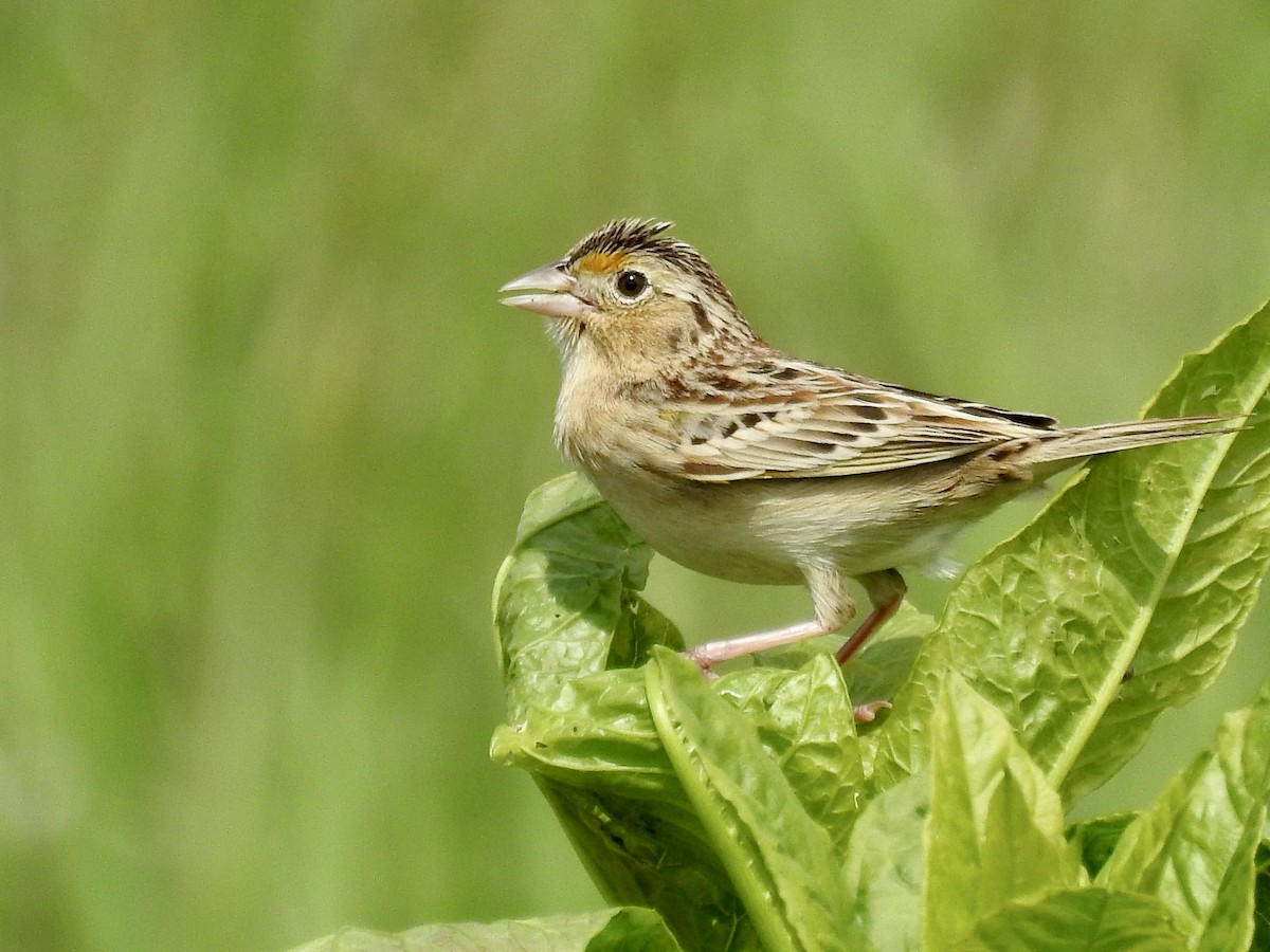 Grasshopper Sparrow - ML618712226