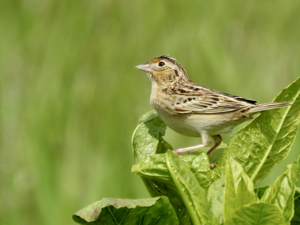 Grasshopper Sparrow - ML618712227