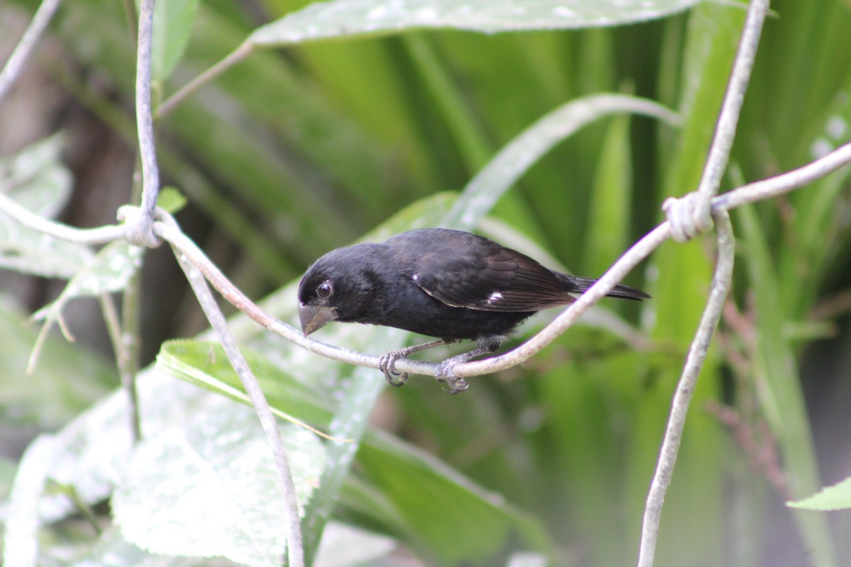 Thick-billed Seed-Finch - ML618712238