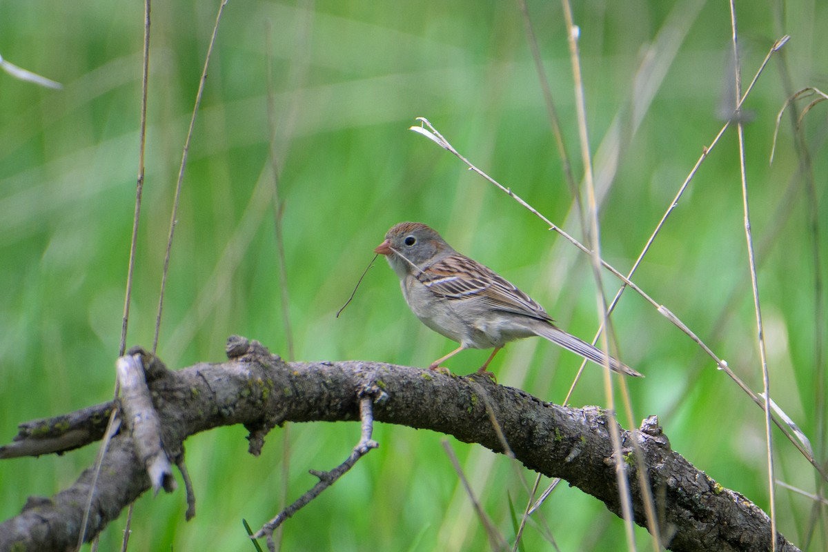Field Sparrow - Cathy Logue