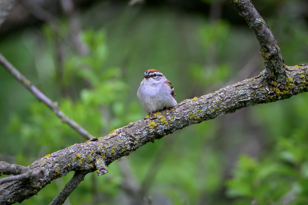 Chipping Sparrow - ML618712250