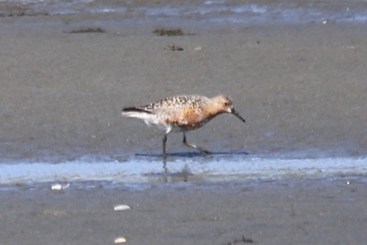 Red Knot - ML618712258