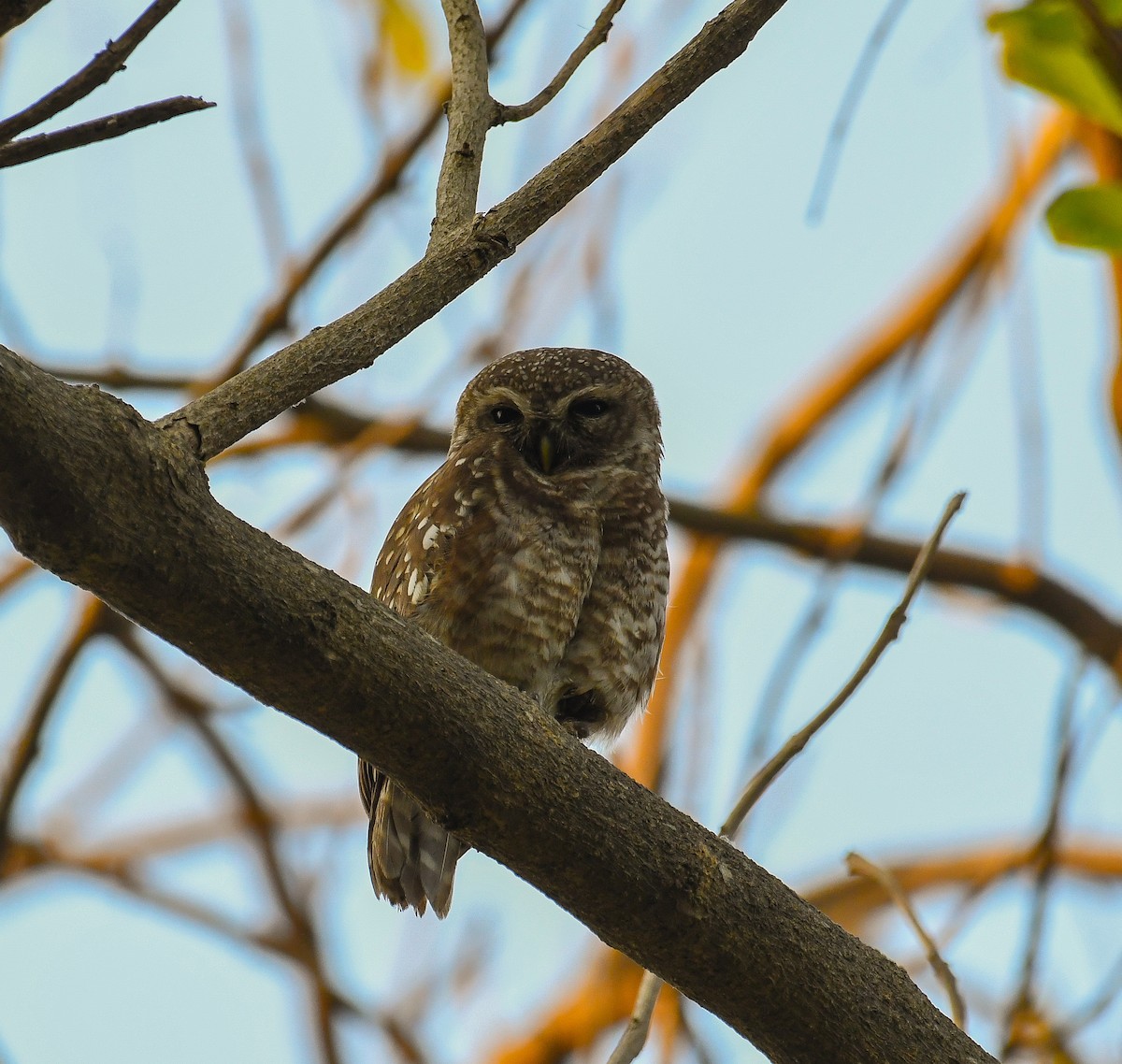Spotted Owlet - ML618712272