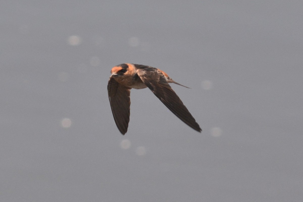 Cave Swallow - ML618712280