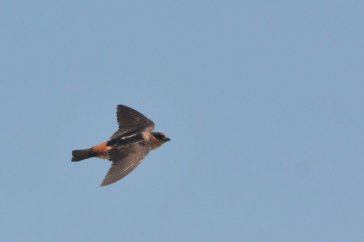 Cave Swallow - ML618712281
