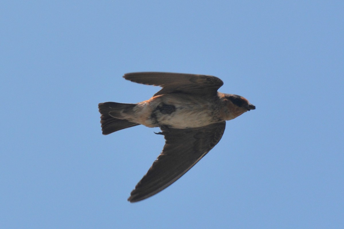 Cave Swallow - ML618712282