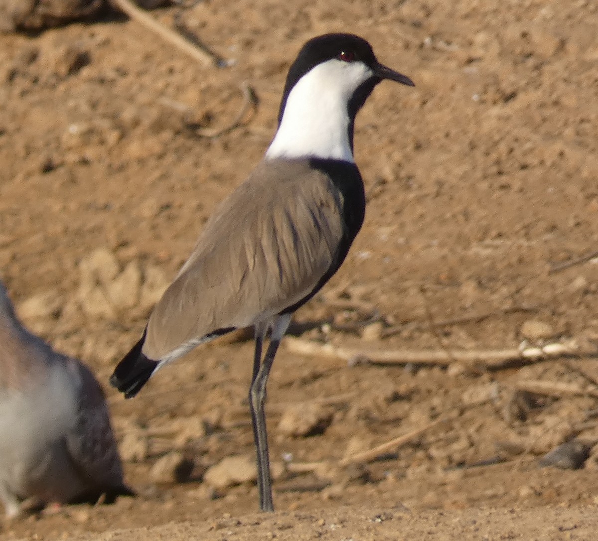 Spur-winged Lapwing - ML618712306